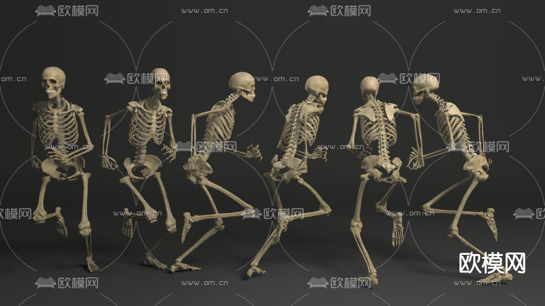 人体骨骼 骷髅3d模型下载（渲染图1）