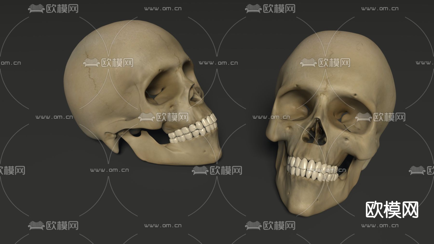 头部骨骼 骷髅头3d模型下载