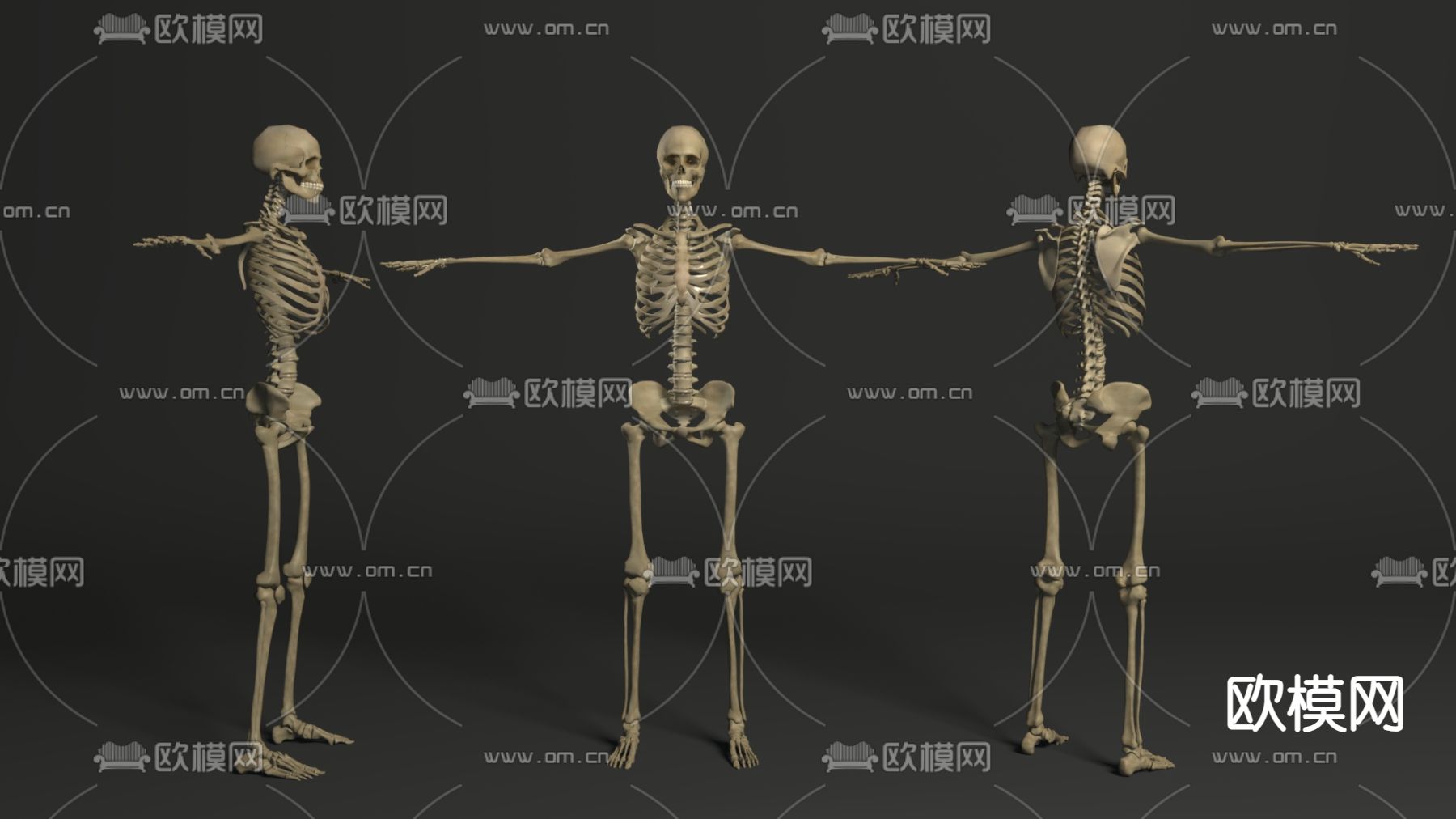 人体骨骼 骷髅3d模型下载（渲染图1）