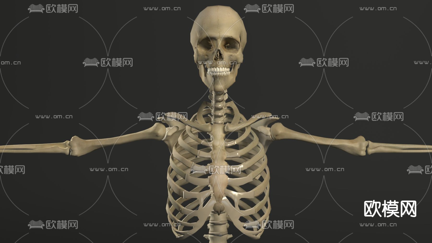 人体骨骼 骷髅3d模型下载（渲染图2）