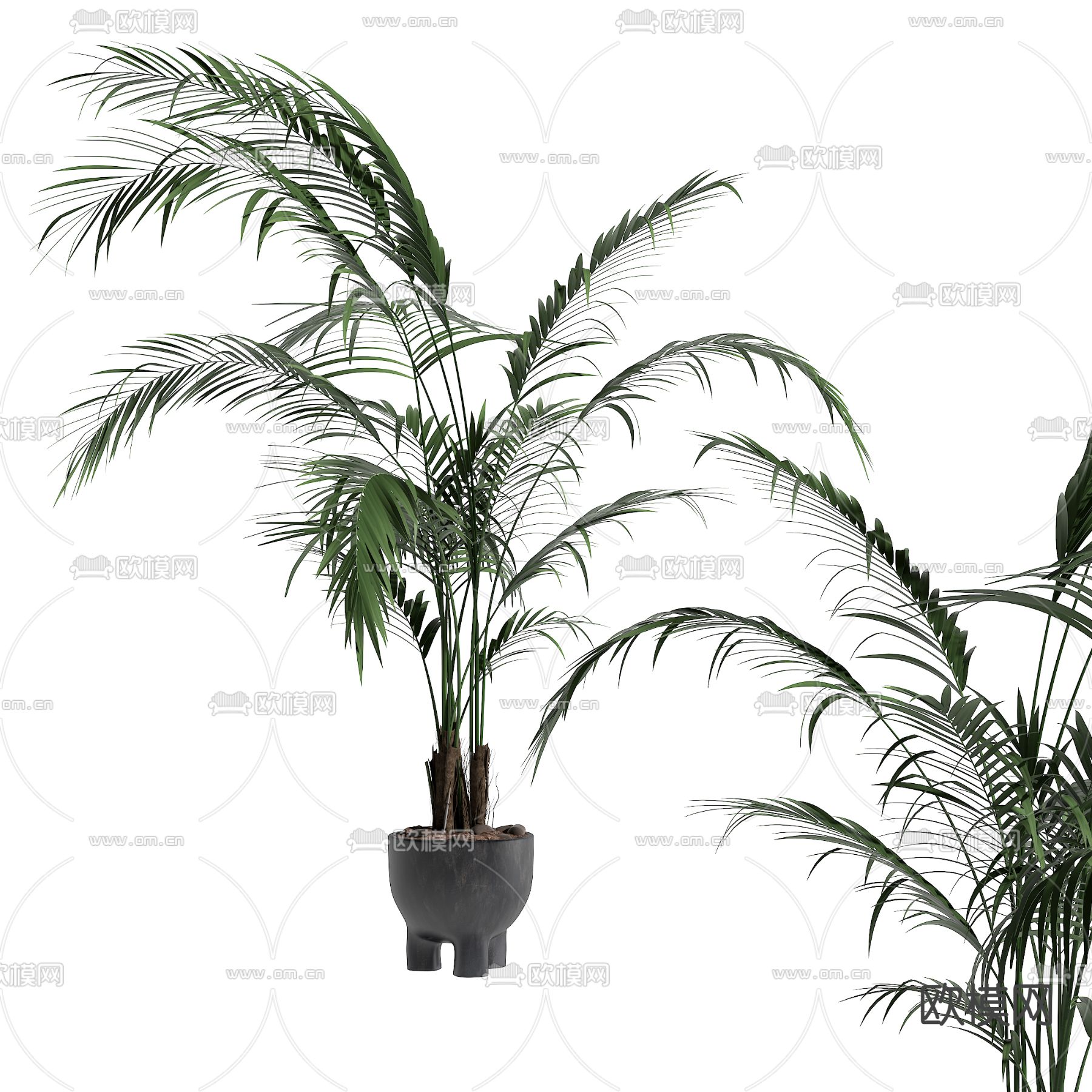 植物 盆栽su模型下载（渲染图2）