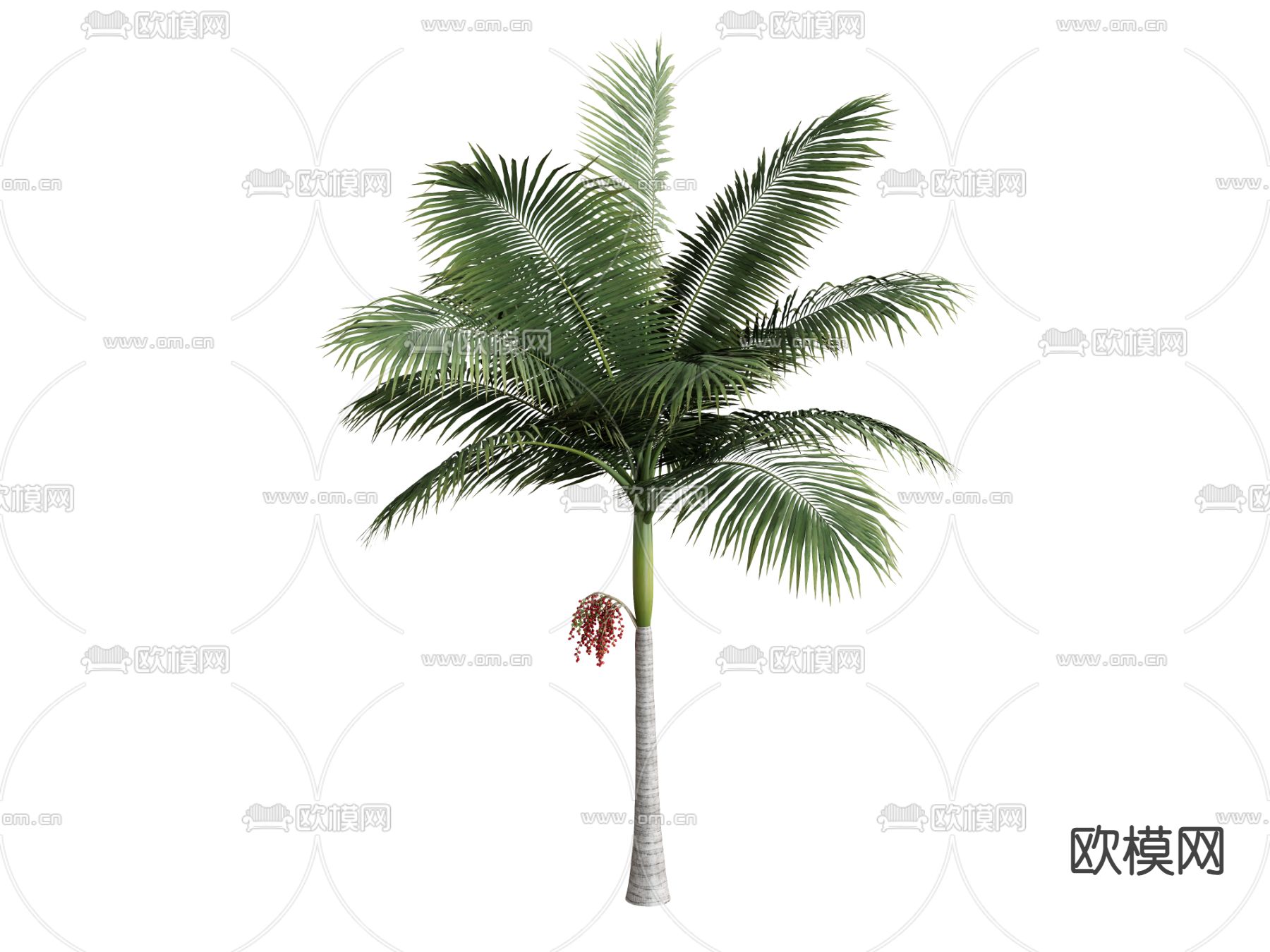 树木 棕榈树 橡树su模型下载（渲染图2）