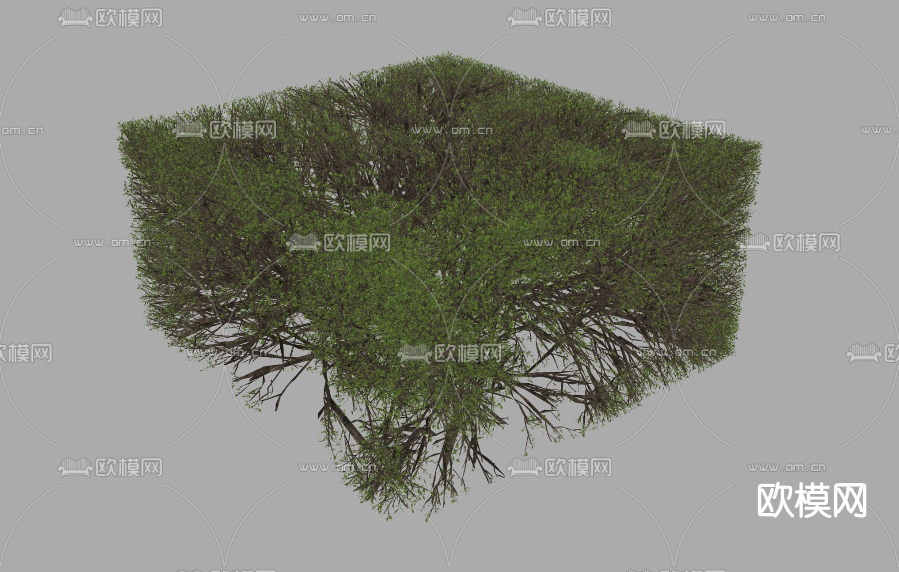 植物绿植su模型下载（渲染图1）