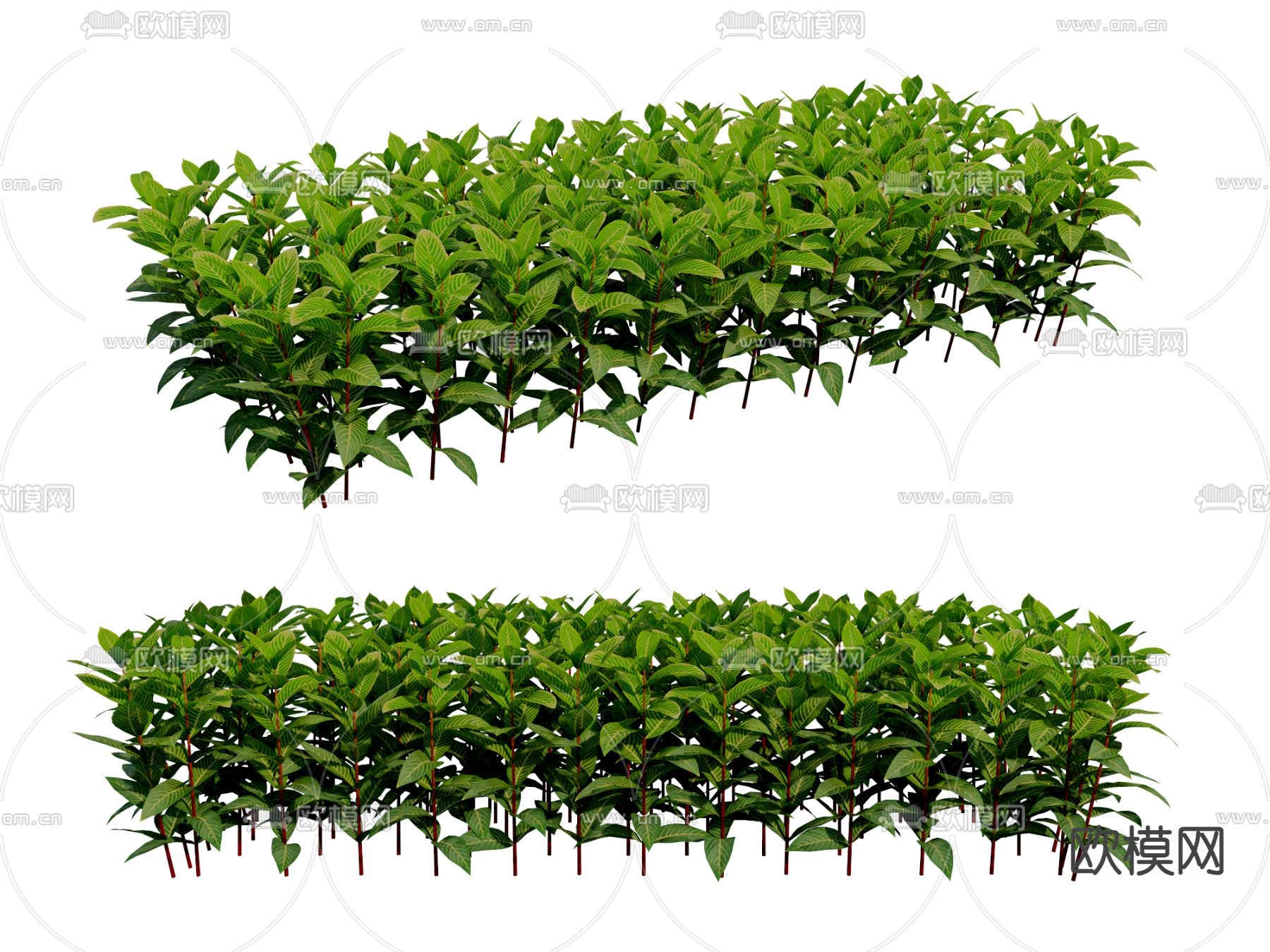 金脉爵床  园林植物 灌木3d模型下载