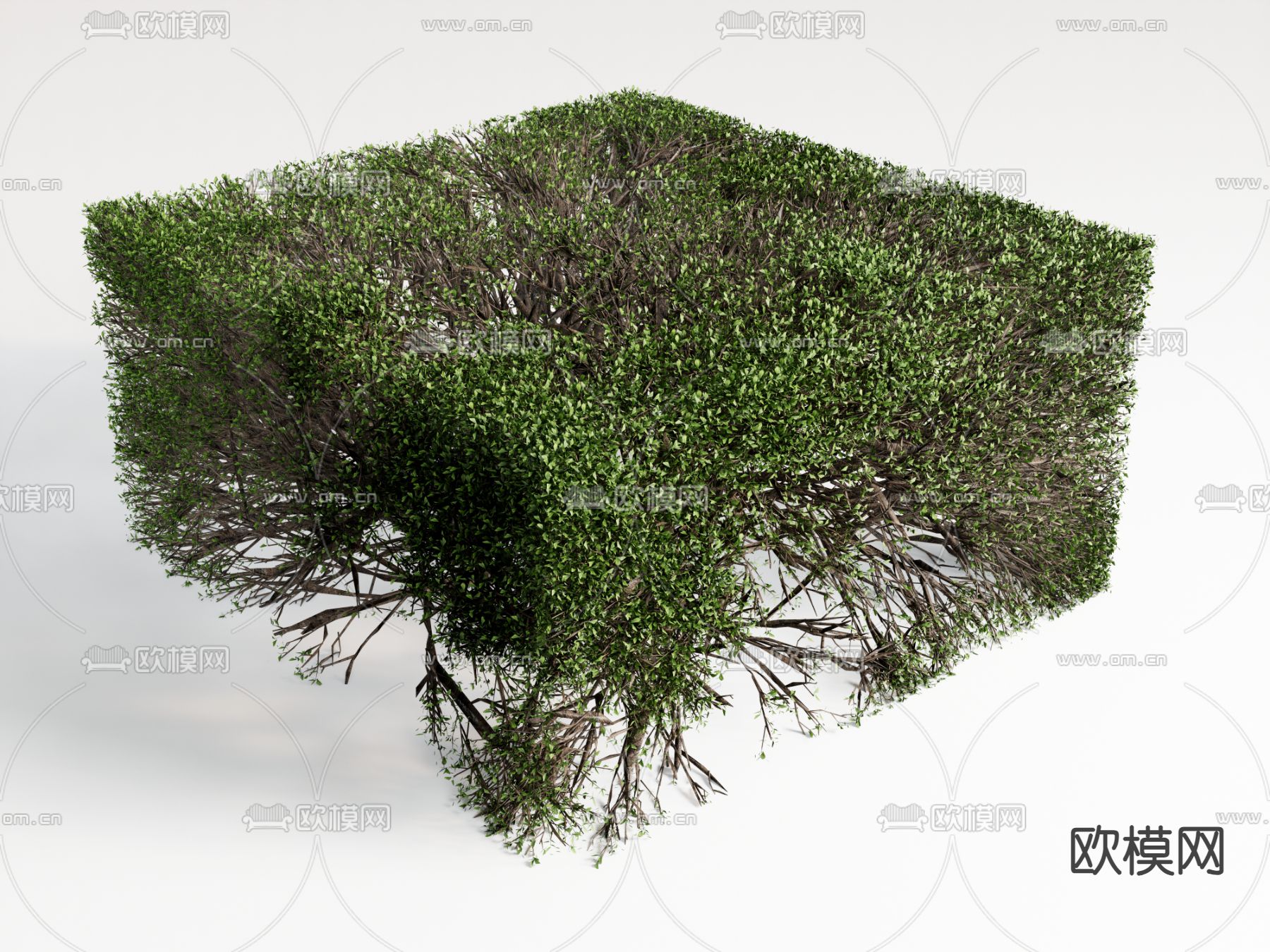 植物绿植su模型下载（渲染图2）