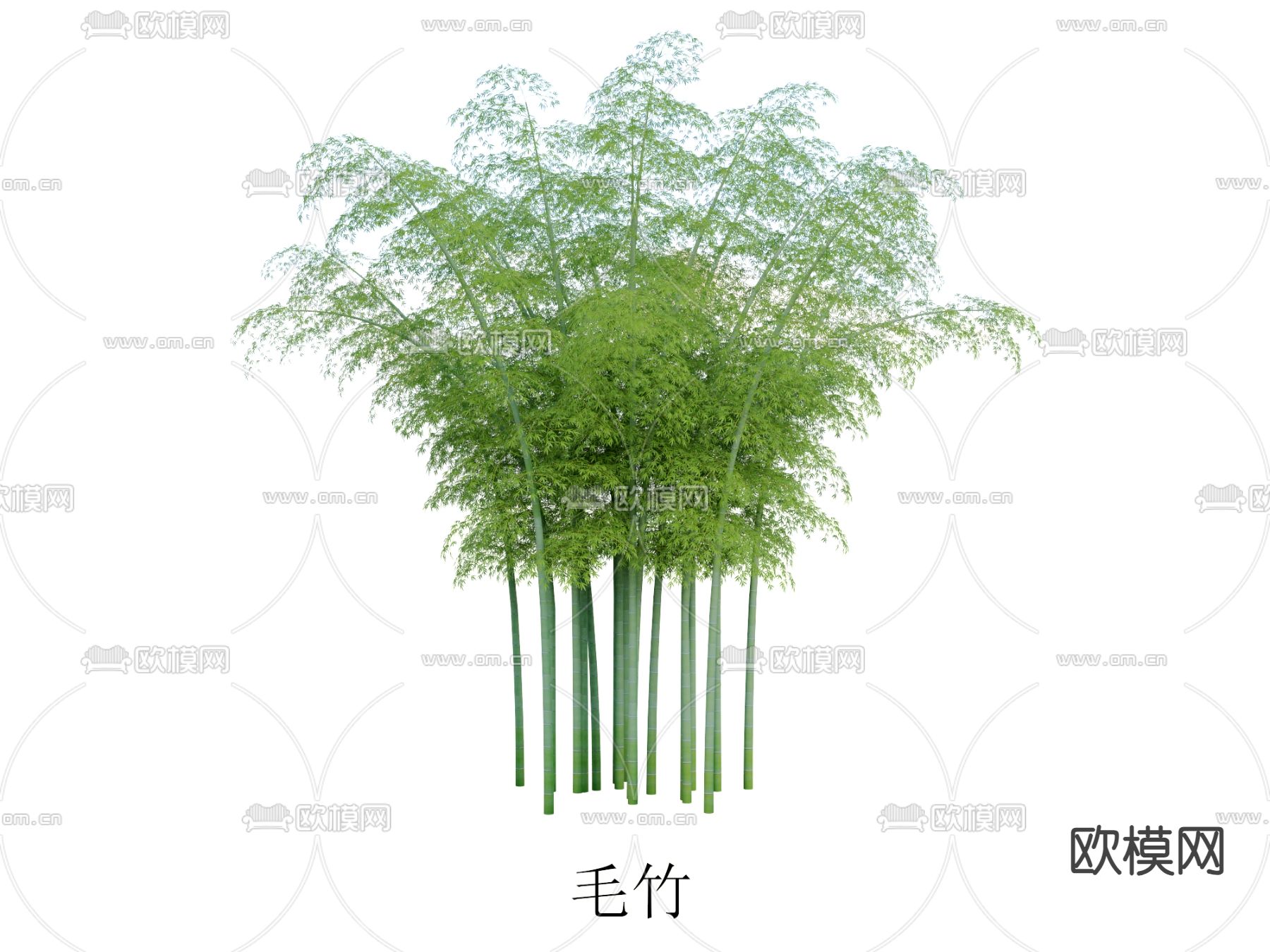 植物毛竹 竹子3d模型下载