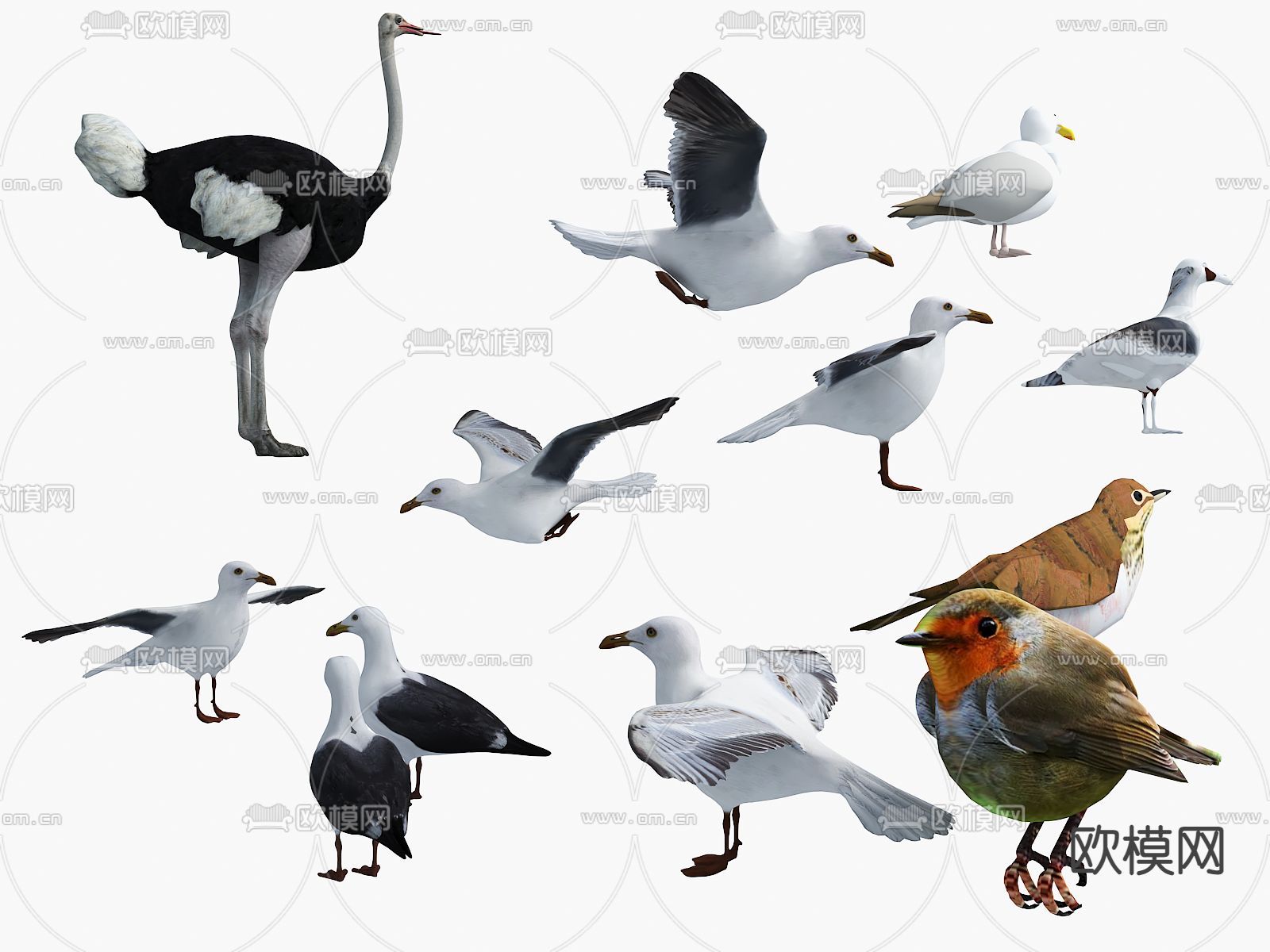 鸵鸟 鸽子 海鸥3d模型下载