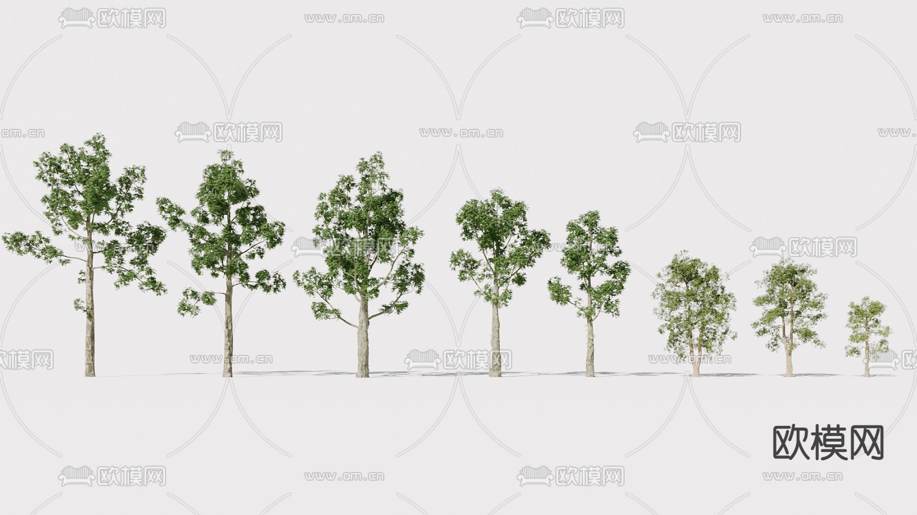 树 景观树 行道树3d模型下载（渲染图2）