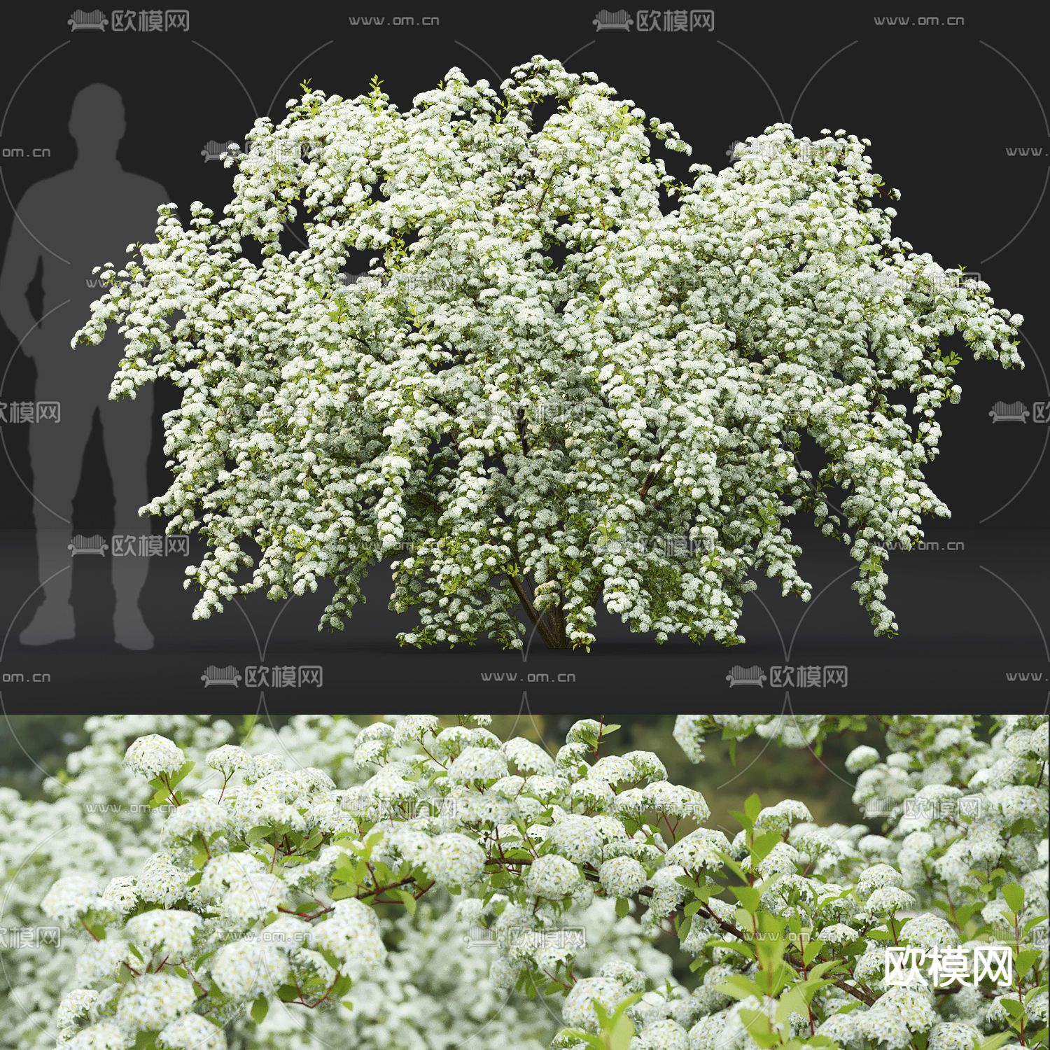 绣球花 香雪球 秋华 芍药 山茶花su模型下载（渲染图1）