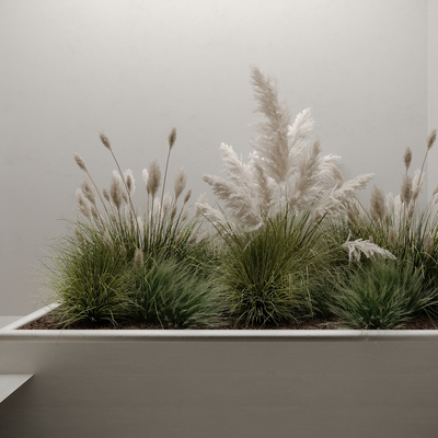  现代芦苇 植物堆su模型 