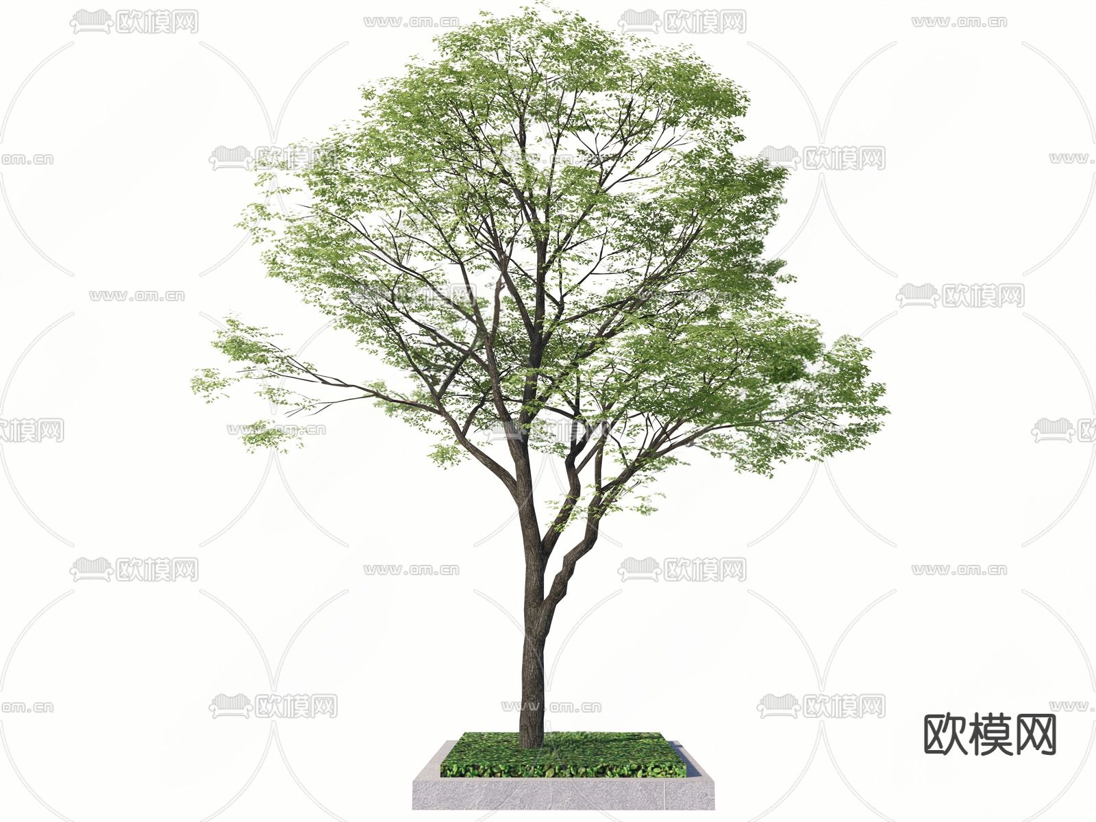 景观乔木 树池 景观树su模型下载（渲染图1）