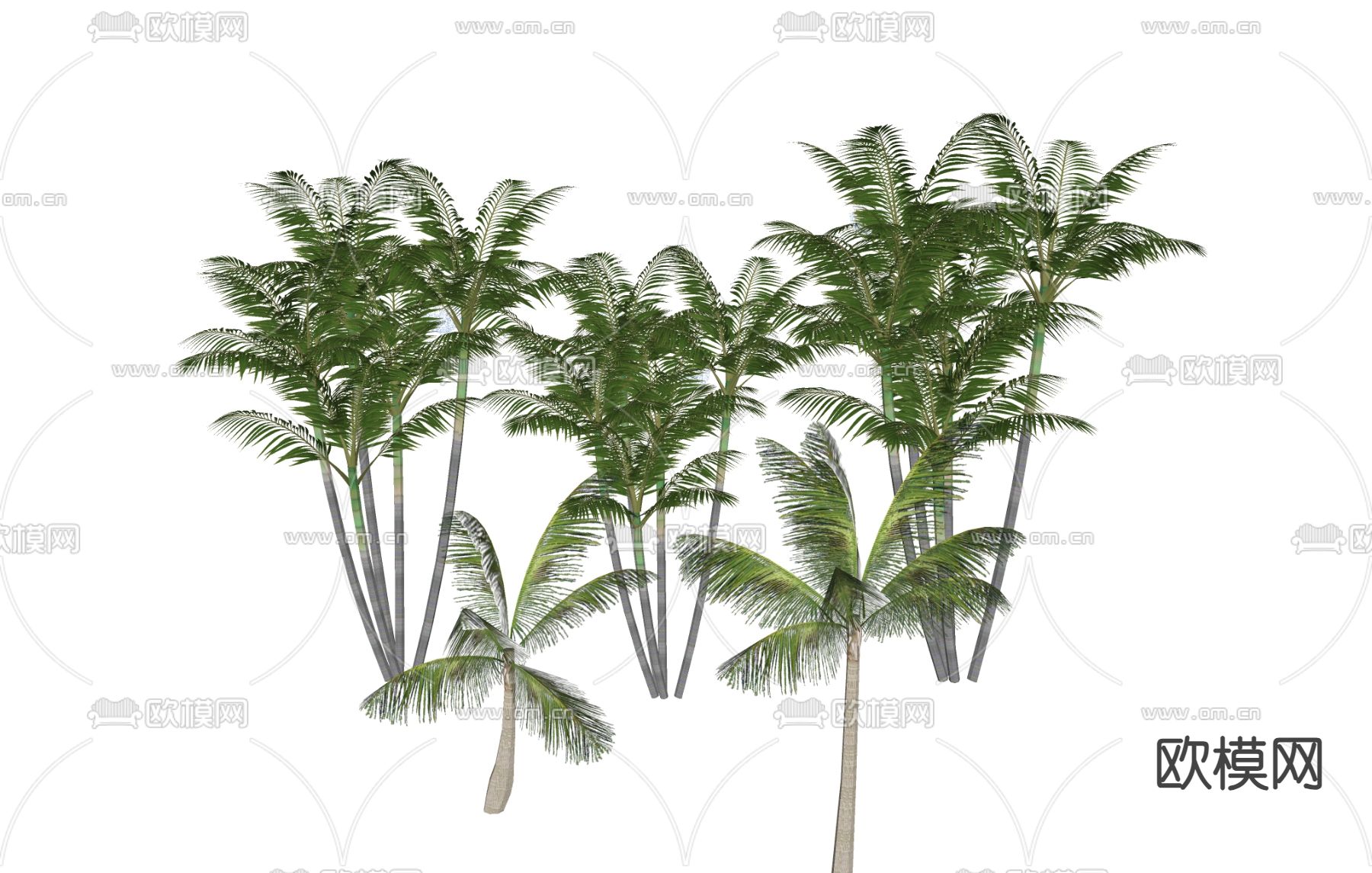 绿植 橡树 热带植物 椰子树su模型下载（渲染图1）