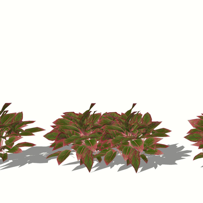  彩叶草 灌木花草 绿植 花卉su模型 