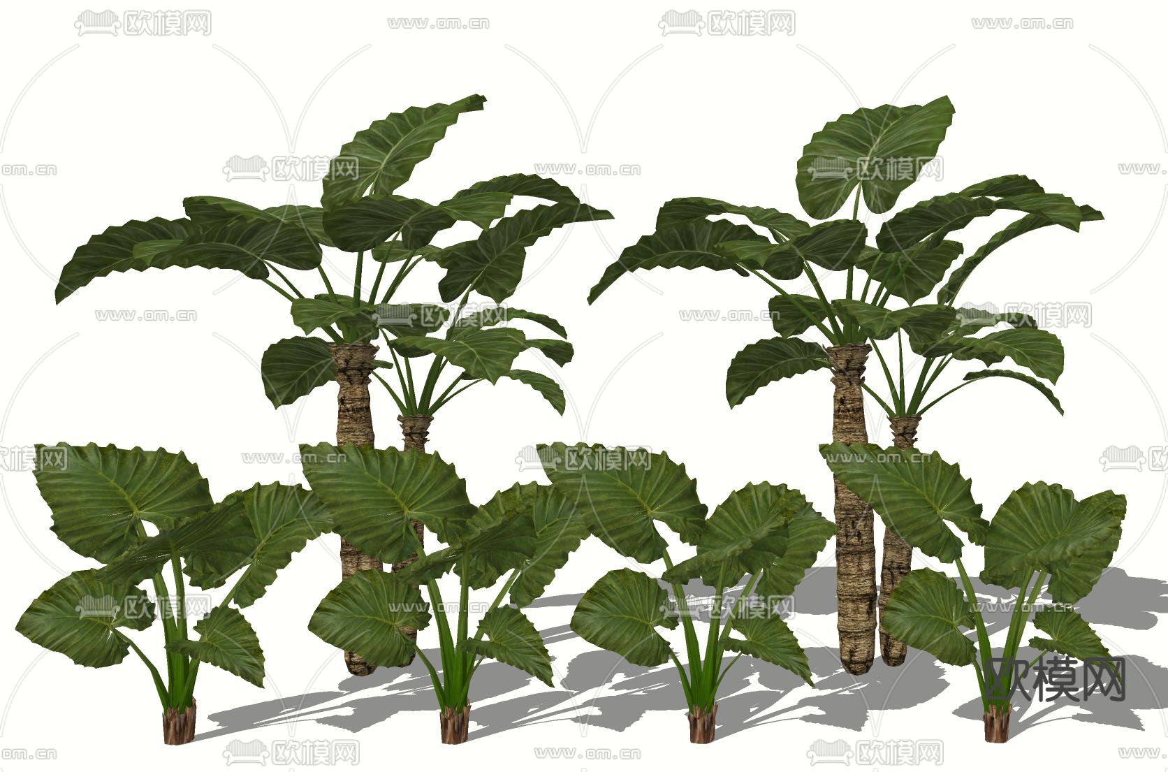 海芋 滴水观音 天荷 灌木花草su模型下载（渲染图2）