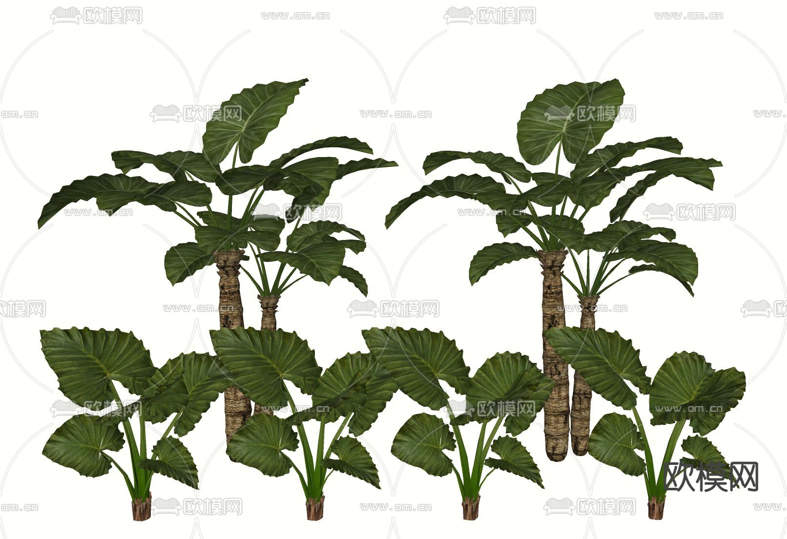 海芋 滴水观音 天荷 灌木花草su模型下载（渲染图1）