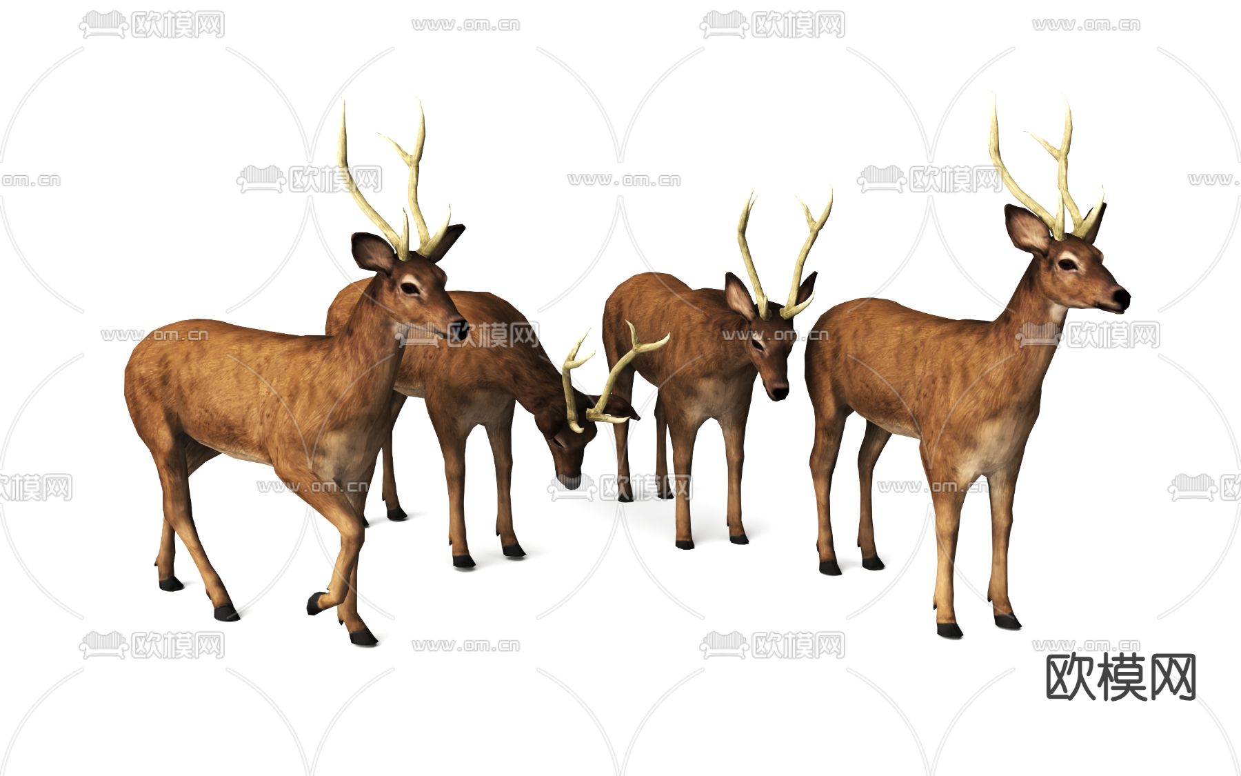 麋鹿 小鹿 公鹿3d模型下载