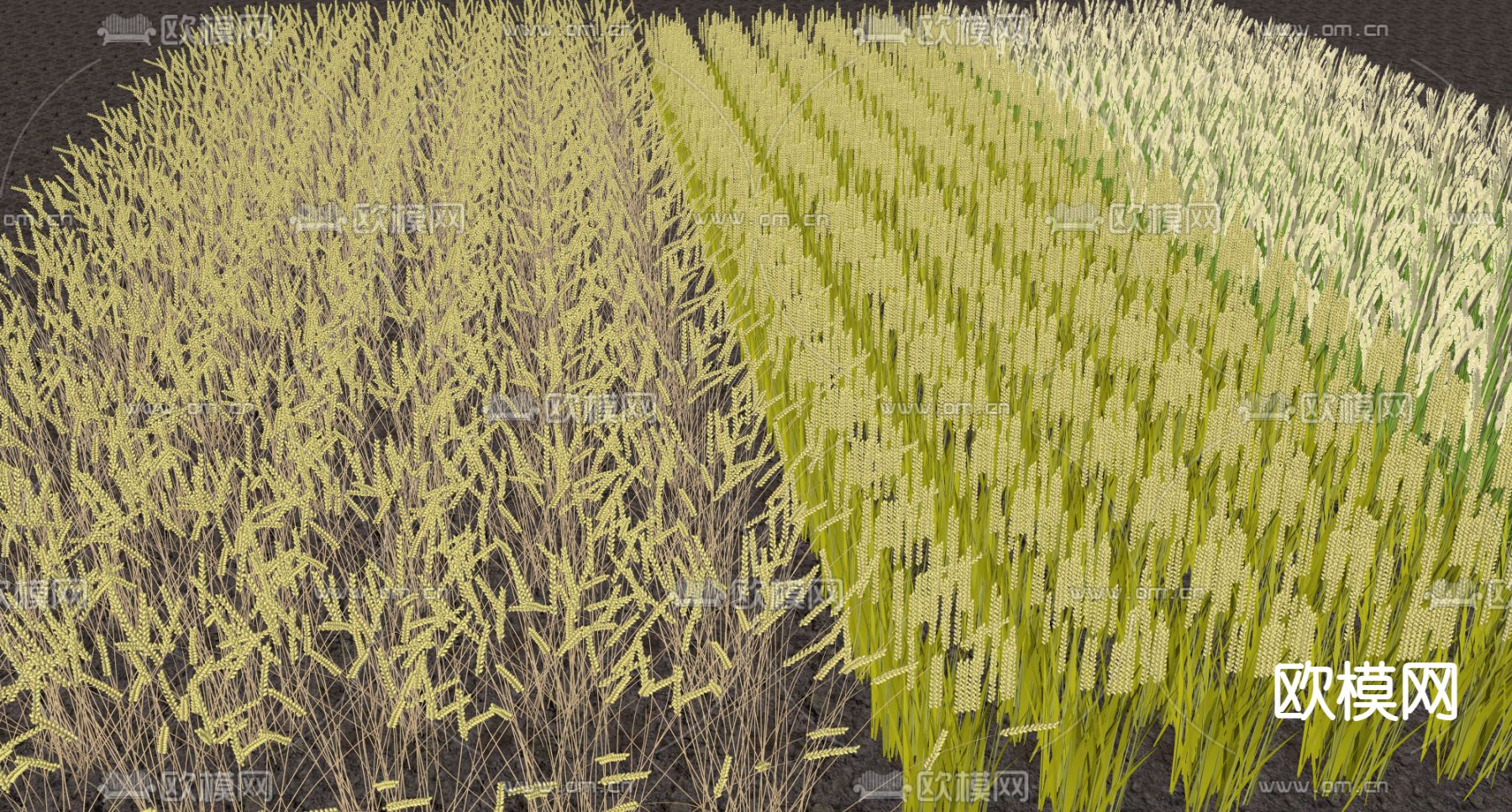 农作物 水稻 小麦su模型下载（渲染图1）