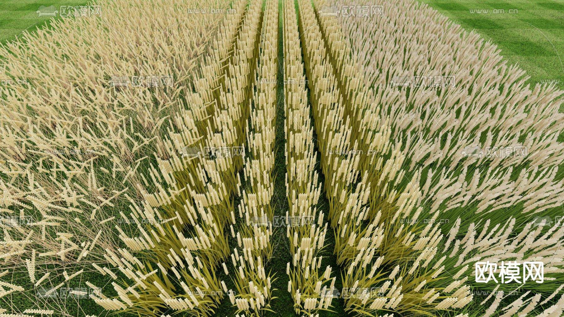 农作物 水稻 小麦su模型下载（渲染图2）