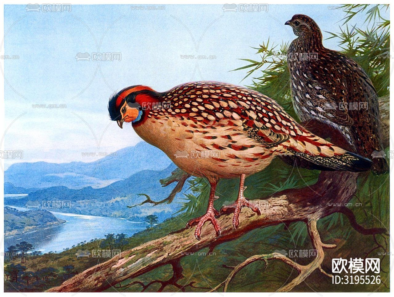 动物鸟类装饰画贴图下载