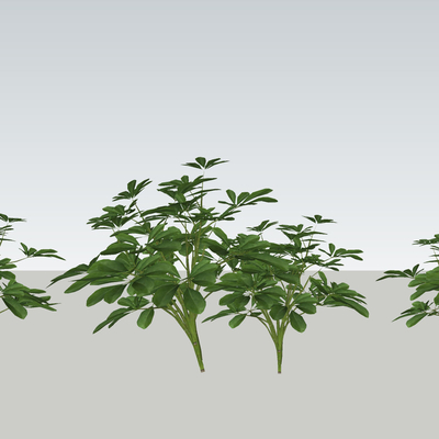  鸭脚木 灌木地被 花草绿植su模型 