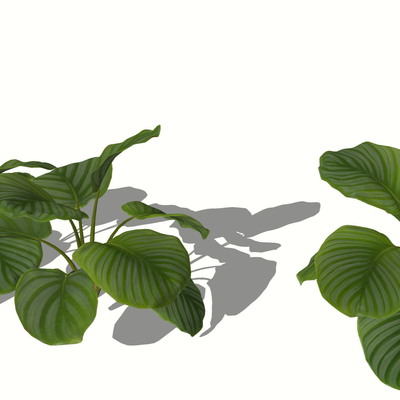  竹竽 灌木地被 花草绿植su模型 