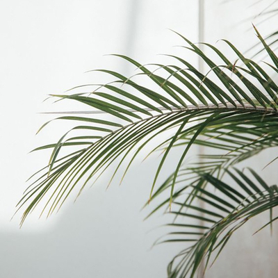  植物装饰画贴图 