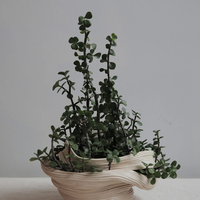  植物盆栽装饰画贴图 