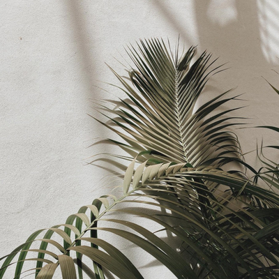  植物装饰画贴图 