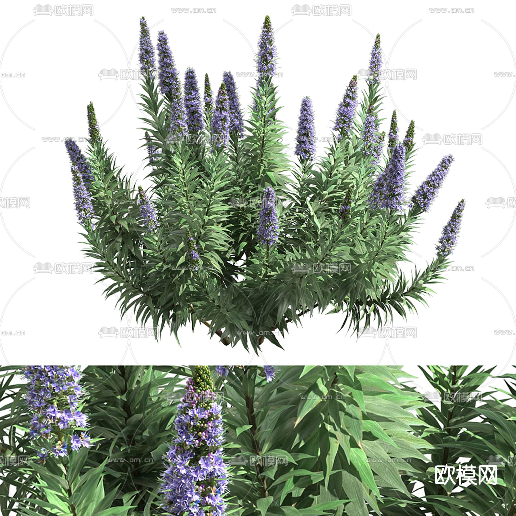 灌木花卉 穗花 绿植3d模型下载