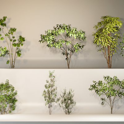  景观乔木 小乔木 景观树su模型 