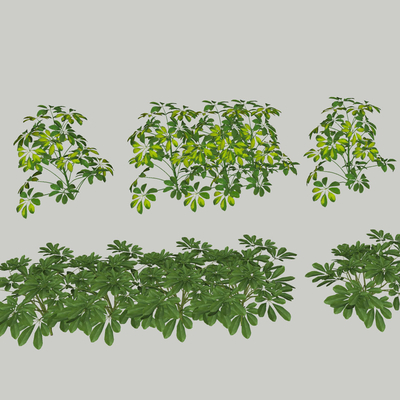  鸭脚木 绿植灌木 花草植物su模型 