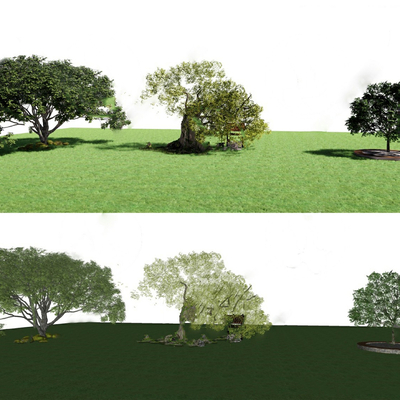  古树 大树su模型 