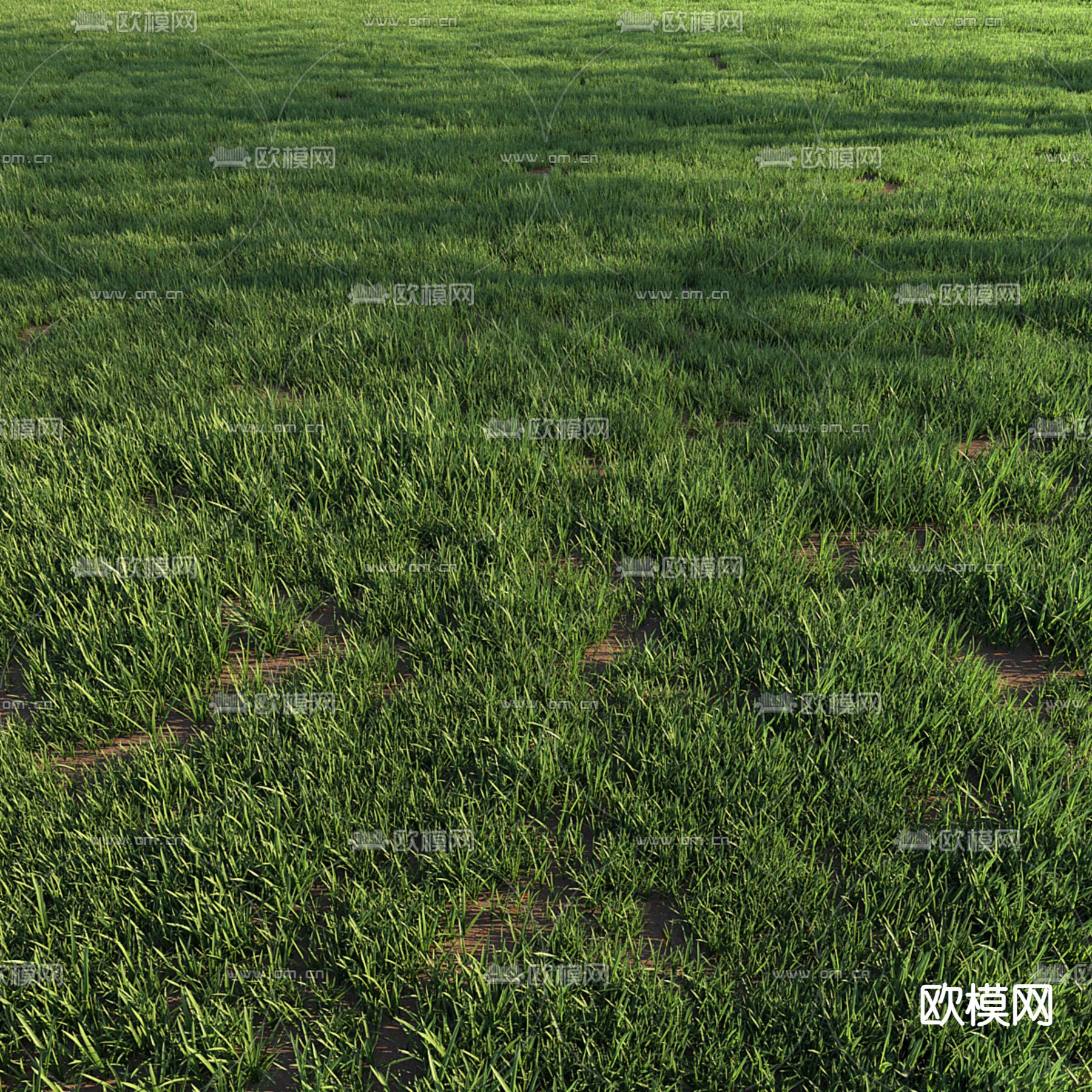 植物 草 绿茵3d模型下载