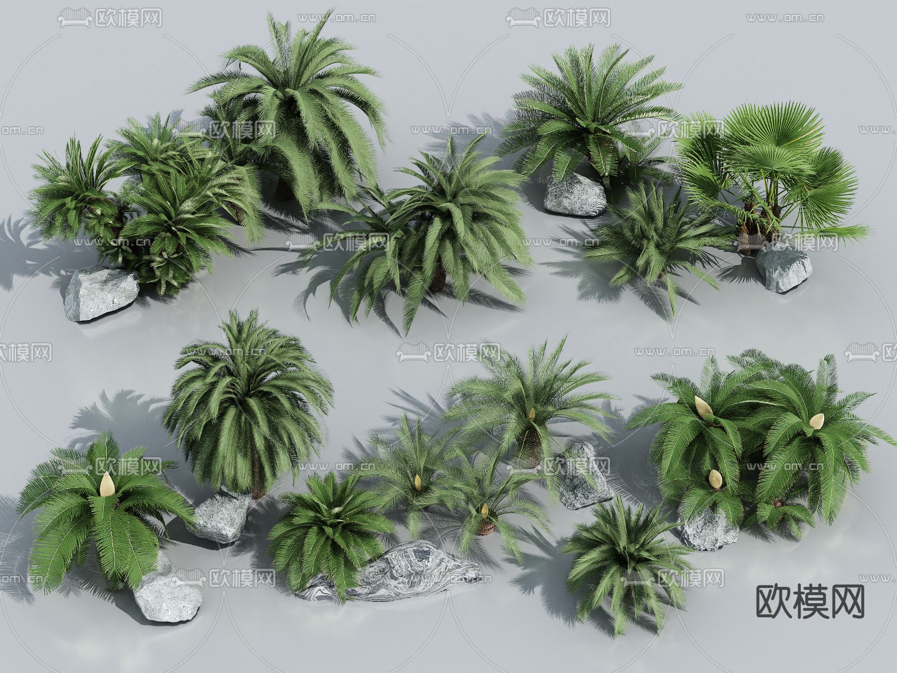 棕榈树 散尾葵 散尾葵su模型下载（渲染图2）