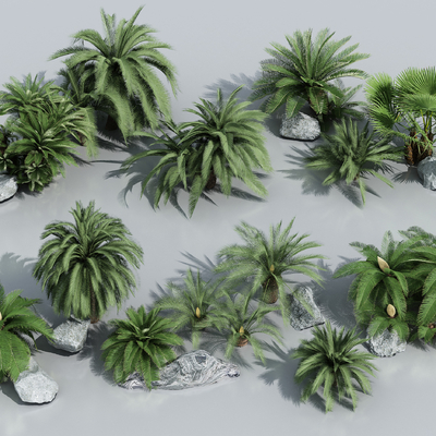  棕榈树 散尾葵 散尾葵su模型 