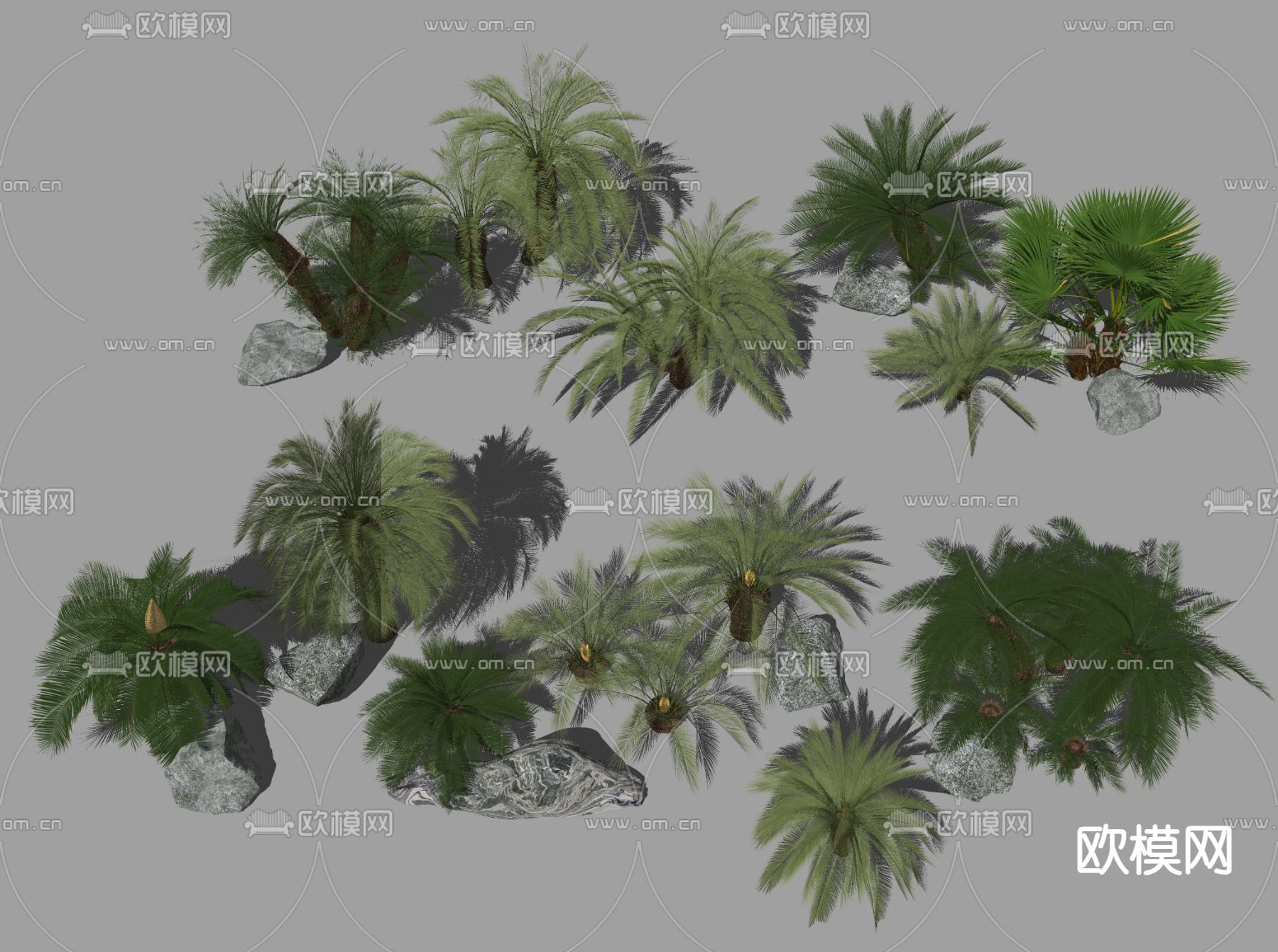 棕榈树 散尾葵 散尾葵su模型下载（渲染图1）