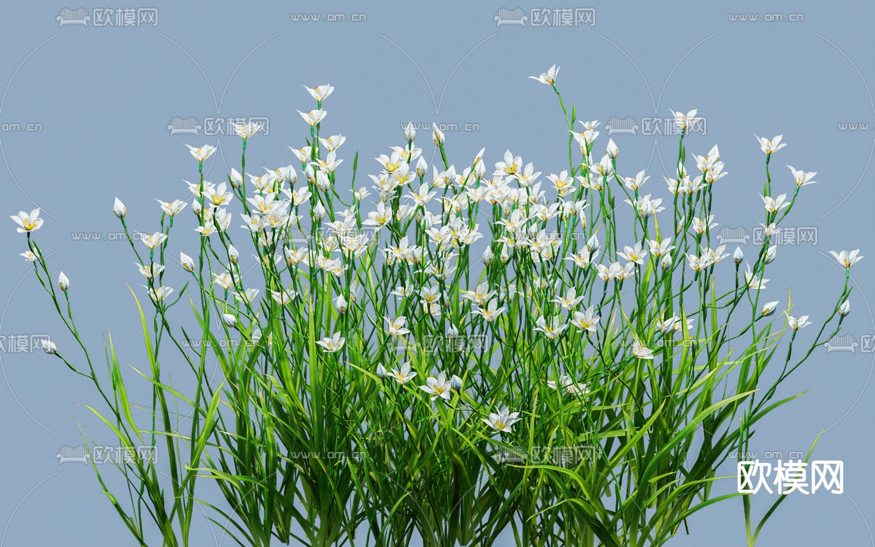 百花葱兰 水仙花3d模型下载