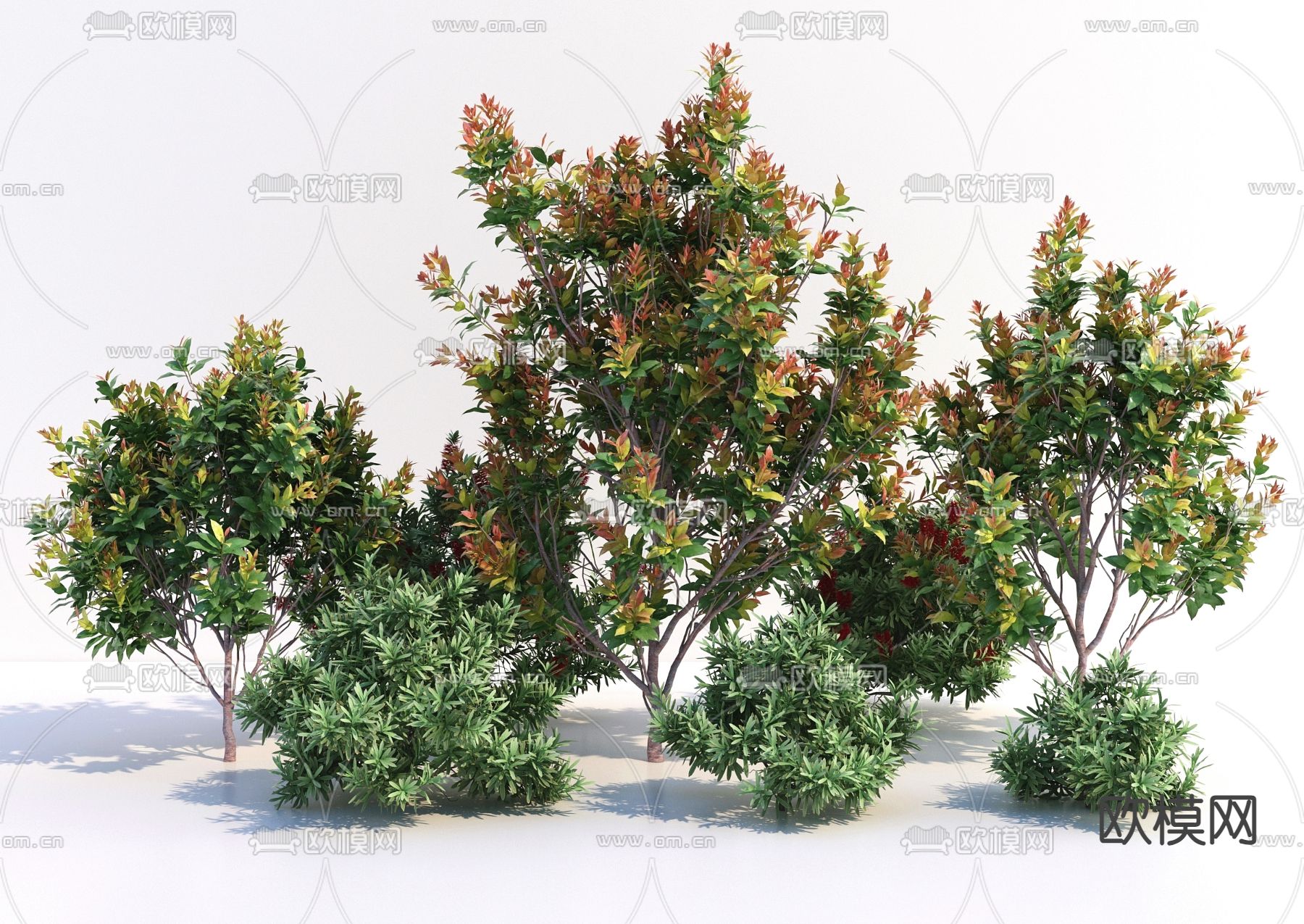 灌木绿植 红鳞蒲桃3d模型下载