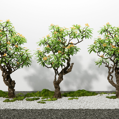  鸡蛋花树 景观树su模型 