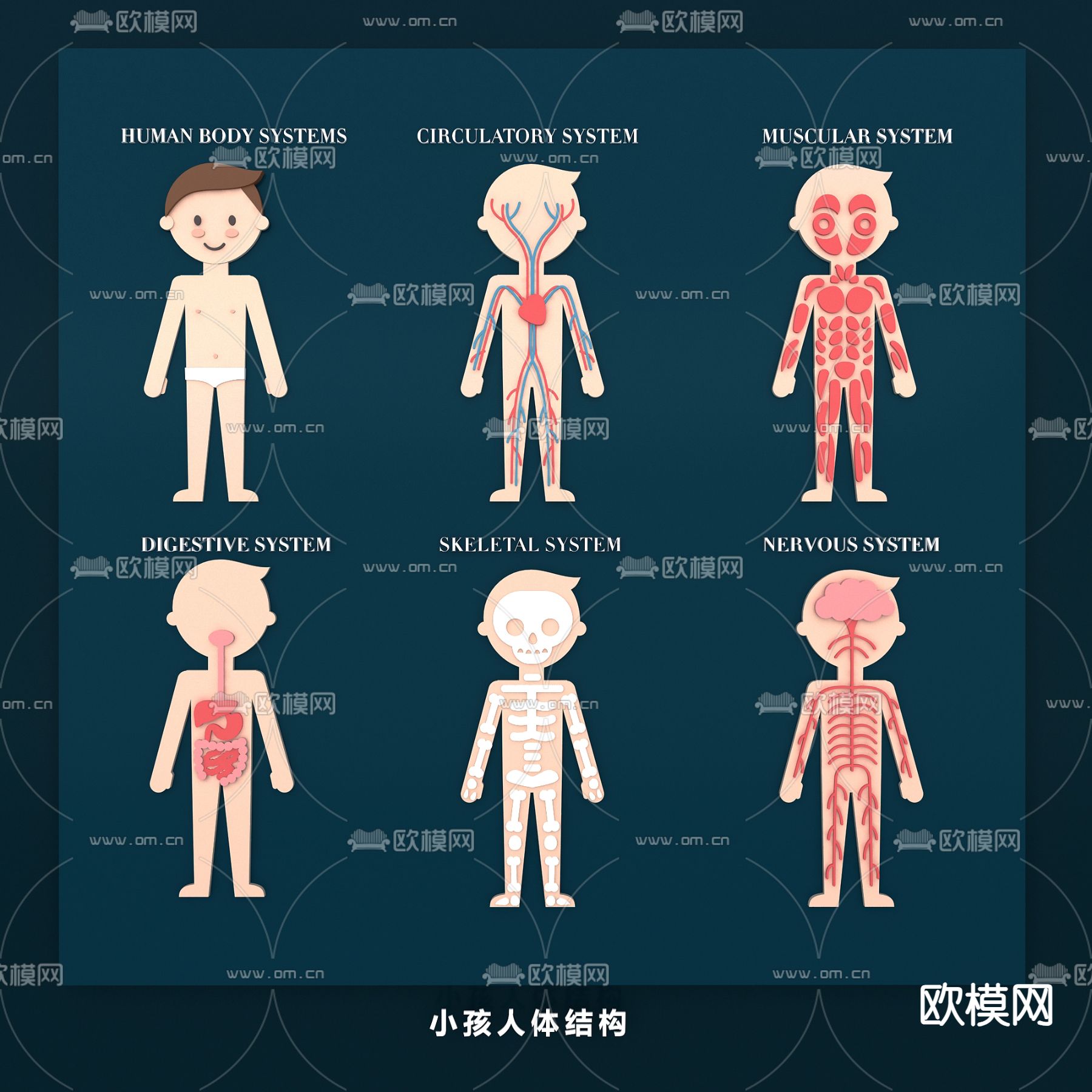 人体器官 小孩 骨骼 血管 肌肉 心肝肺 医学构造图 插画3d模型下载