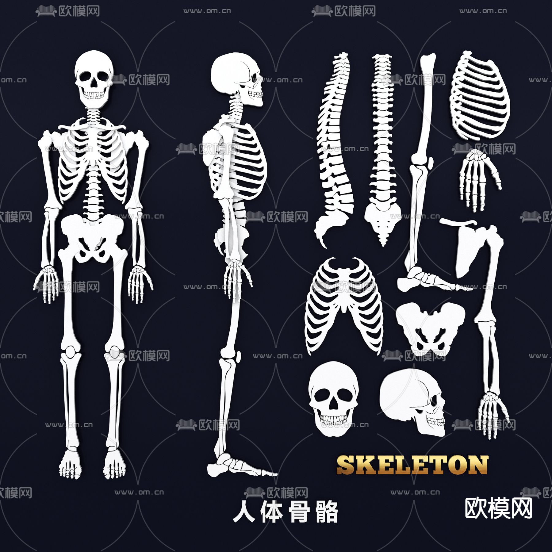 人体骨骼 头骨 脊椎 关节 医学挂图 骨骼构造图3d模型下载