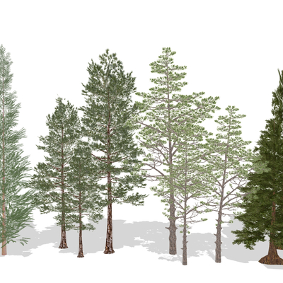  松树 绿植 树木su模型 