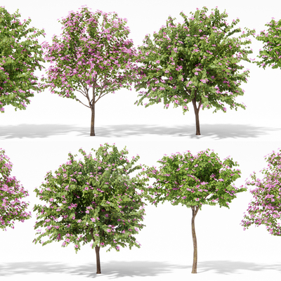  紫荆花 蓝楹树su模型 