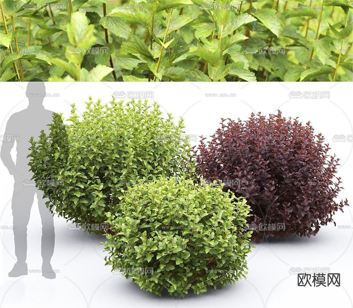 灌木 景观绿篱 绿化带3d模型