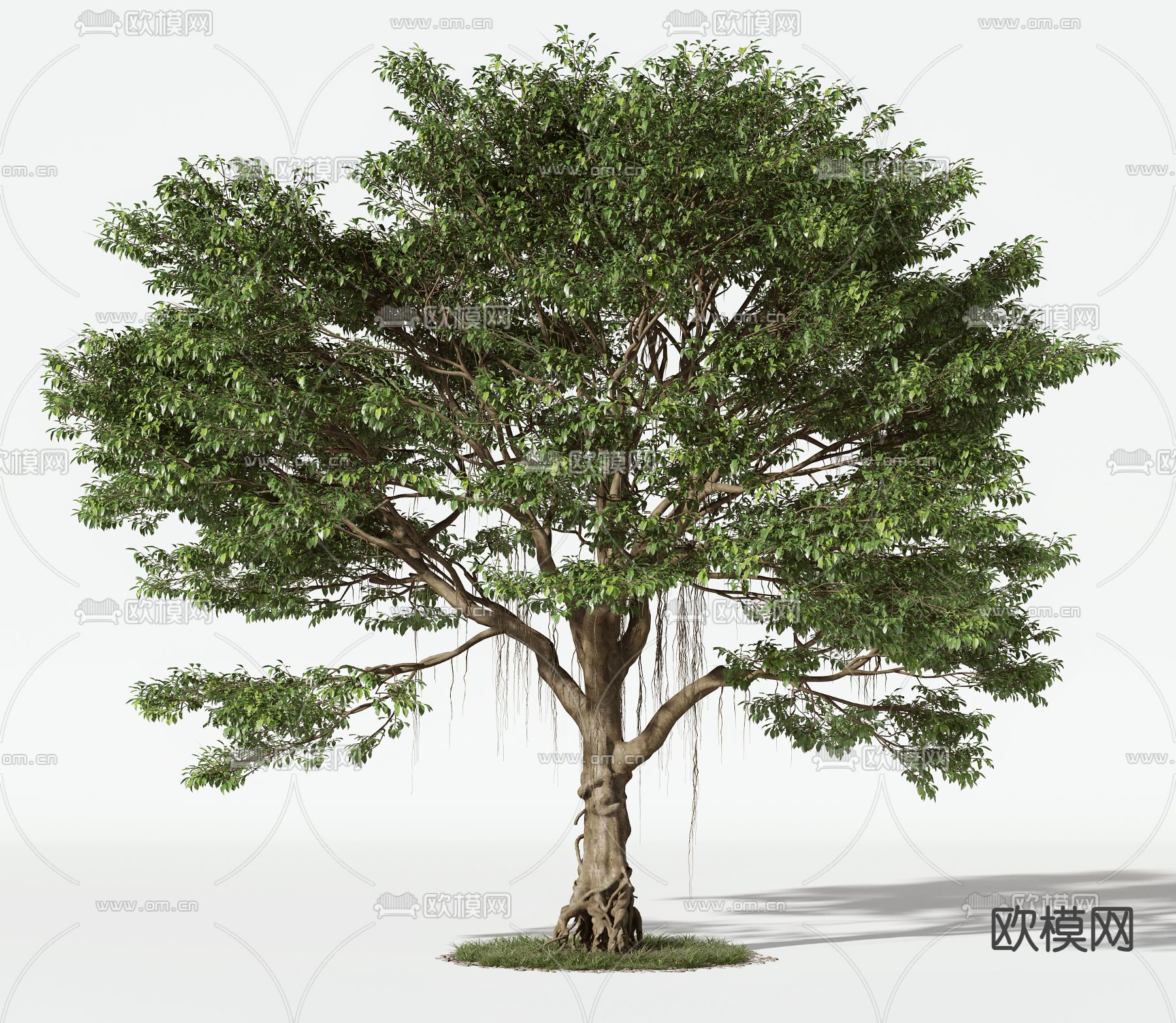现代树木 乔木3d模型下载