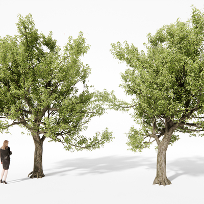  景观树 树木 大树su模型 