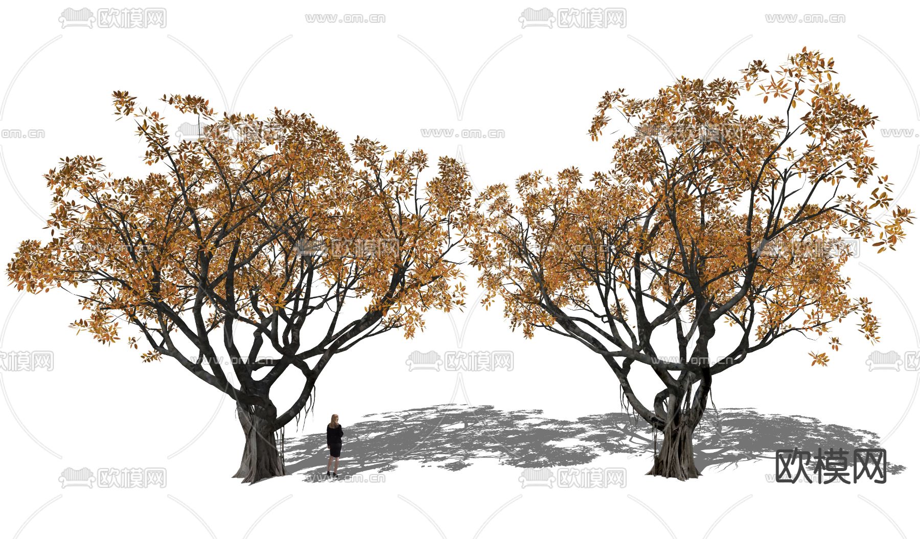 景观树 榕树 黄叶树 秋叶树su模型下载（渲染图2）