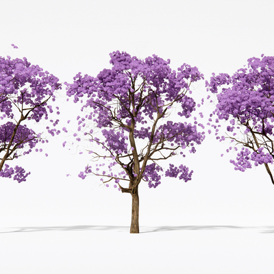  紫薇树 紫荆树su模型 