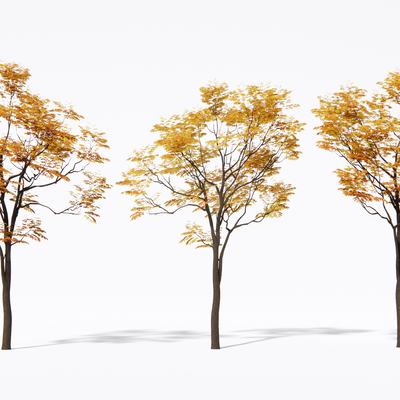  黄叶树 秋叶树 景观树su模型 