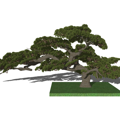  新中式迎客松su模型 